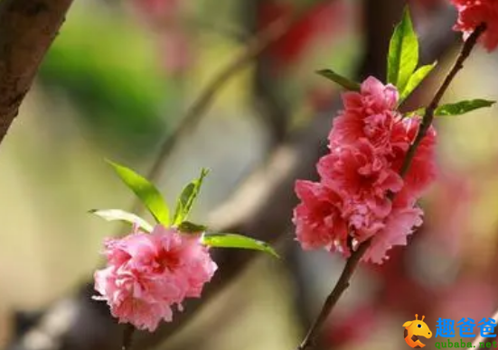 草树知春不久归，百般红紫斗芳菲