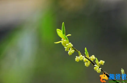 律回岁晚冰霜少，春到人间草木知