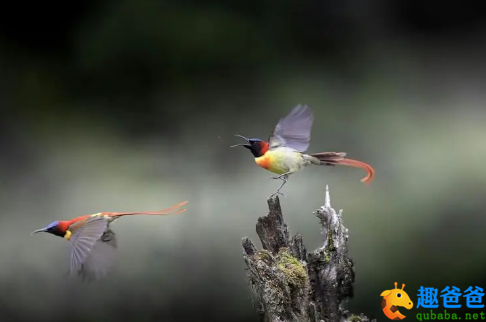 芳树无人花自落，春山一路鸟空啼