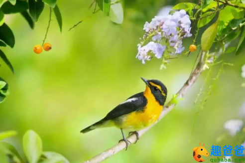 几处早莺争暖树，谁家新燕啄春泥