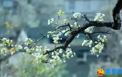 雨打梨花深闭门，忘了青春，误了青春