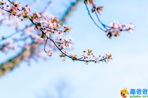 最深情的10首唐诗，再忙也要背下来！