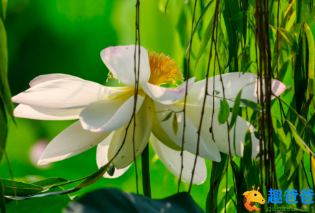 芰荷迭映蔚，蒲稗相因依