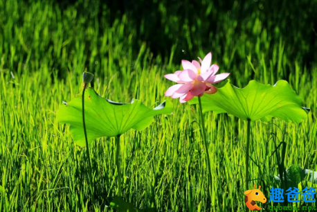 犹有遗簪，不展秋心，能卷几多炎热