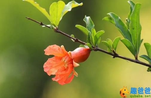 蛾眉淡了教谁画？瘦岩岩羞戴石榴花