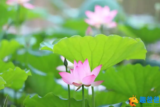 翠葆参差竹径成。新荷跳雨泪珠倾