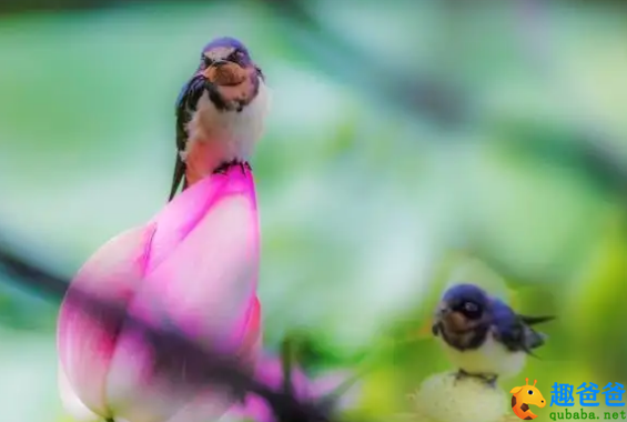 多谢浣纱人未折，雨中留得盖鸳鸯
