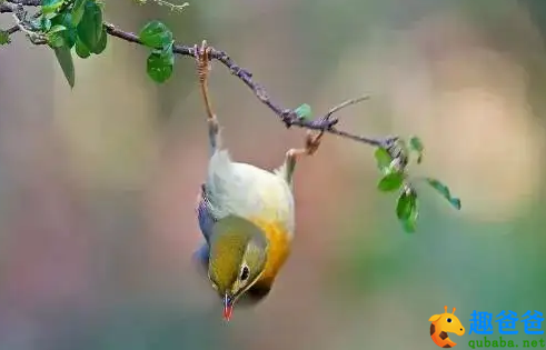 野童扶醉舞，山鸟助酣歌
