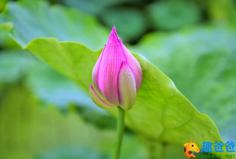 一番荷芰生池沼，槛前风送馨香