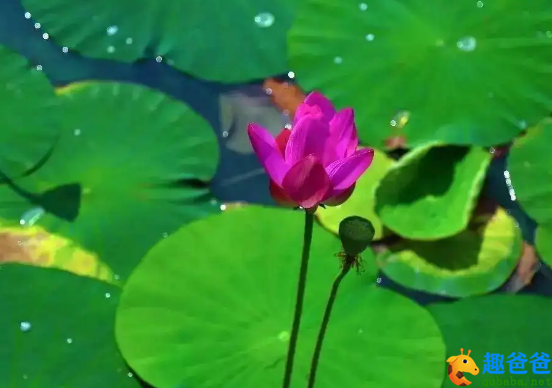 攀荷弄其珠，荡漾不成圆