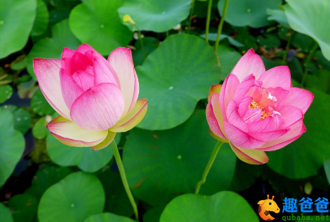 游女带花偎伴笑，争窈窕，竞折团荷遮晚照