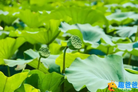 糁径杨花铺白毡，点溪荷叶叠青钱