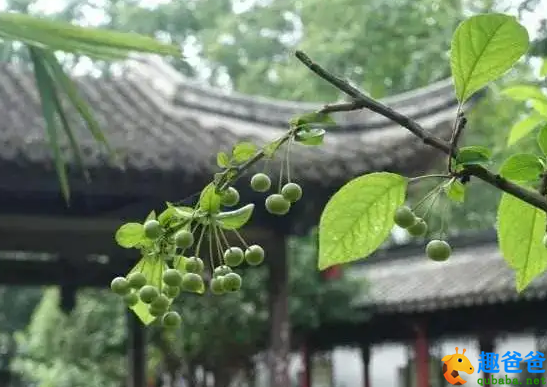 长夏村墟风日清，檐牙燕雀已生成