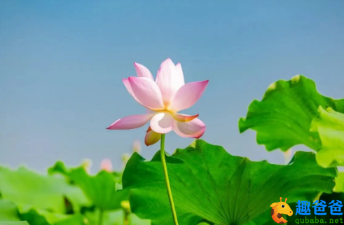 晚风收暑，小池塘荷净