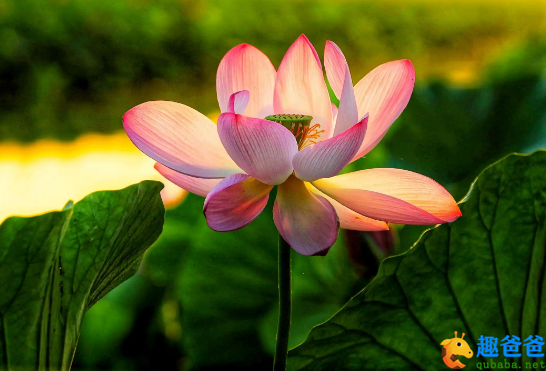 酒盏旋将荷叶当。莲舟荡。时时盏里生红浪