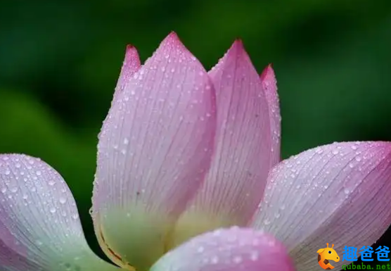 藕花珠缀，犹似汗凝妆