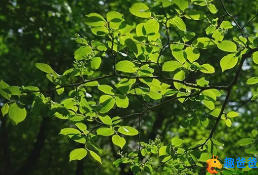 夏条绿已密，朱萼缀明鲜