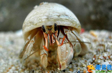 小螃蟹的半个贝壳