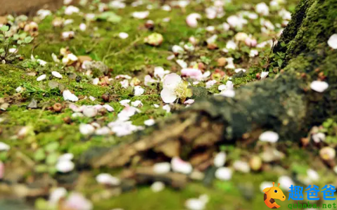 落红不是无情物,化作春泥更护花