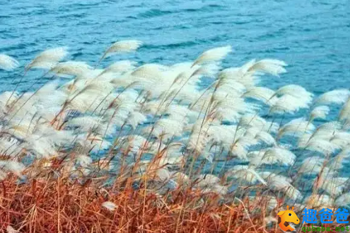 蒹葭苍苍，白露为霜