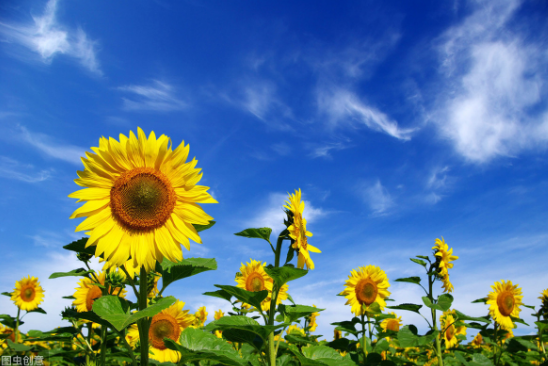 充满阳光的句子